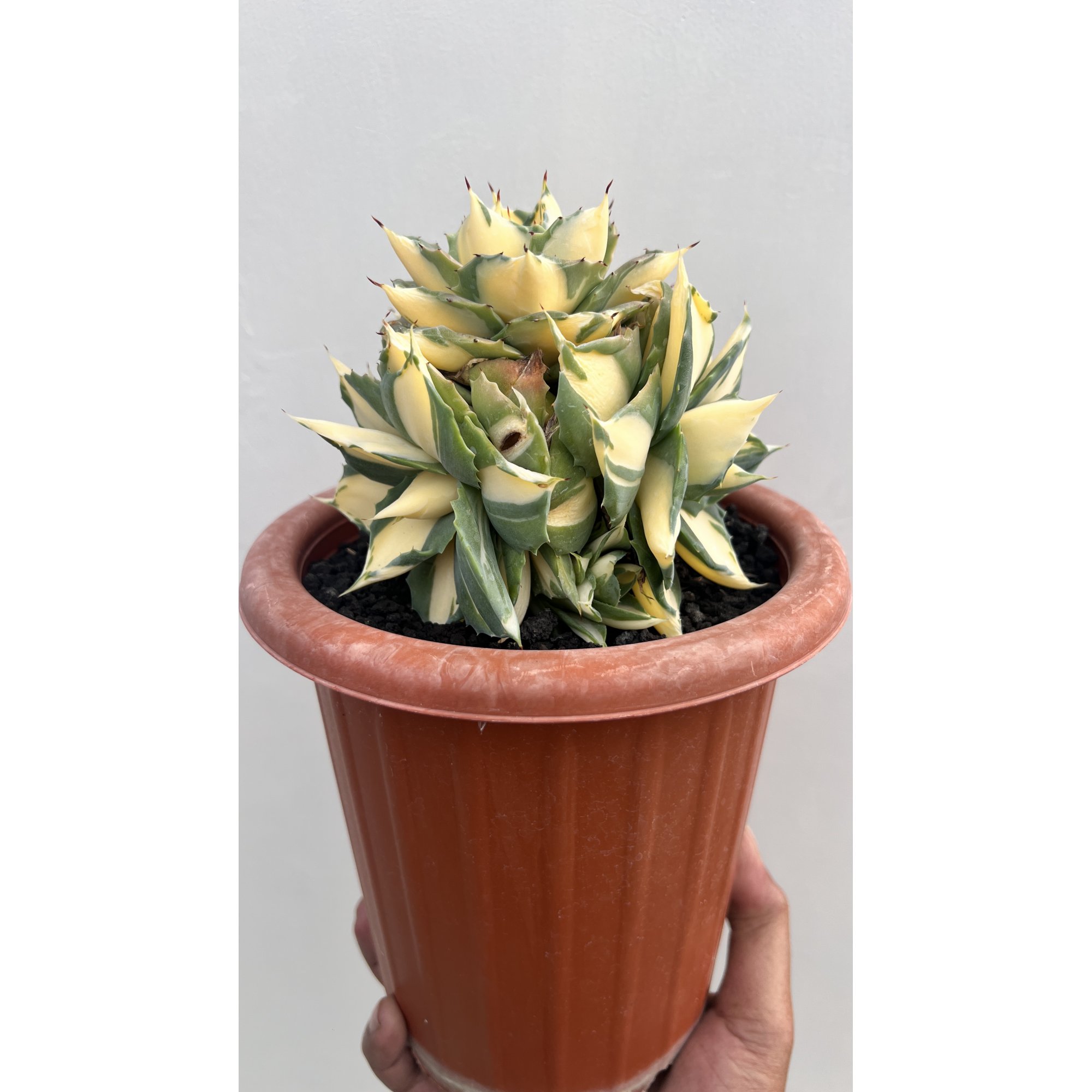 Agave Shoiji Raijin Var Cluster, real feature image plant. Picture taken directly from kaktus.id community Agave farmer green houses.