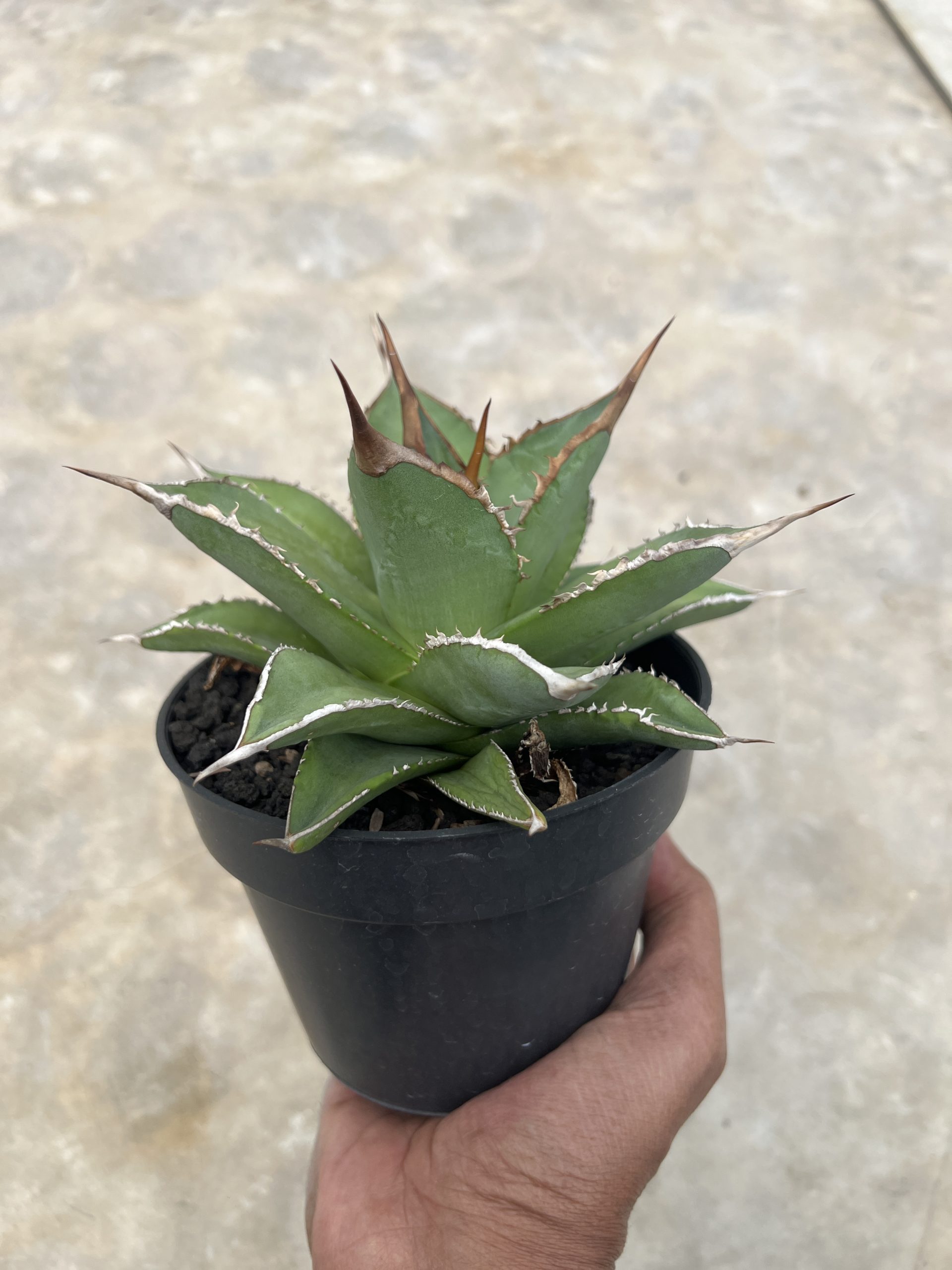 Agave Solar Mutation, real gallery image #1 plants. Picture taken directly from kaktus.id community Agave farmer green houses.