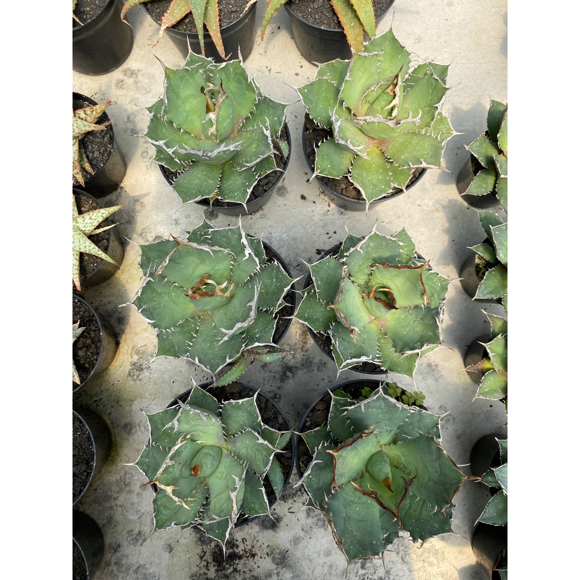Agave Titanona Fo76 6pcs, real feature image plant. Picture taken directly from kaktus.id community Agave farmer green houses.