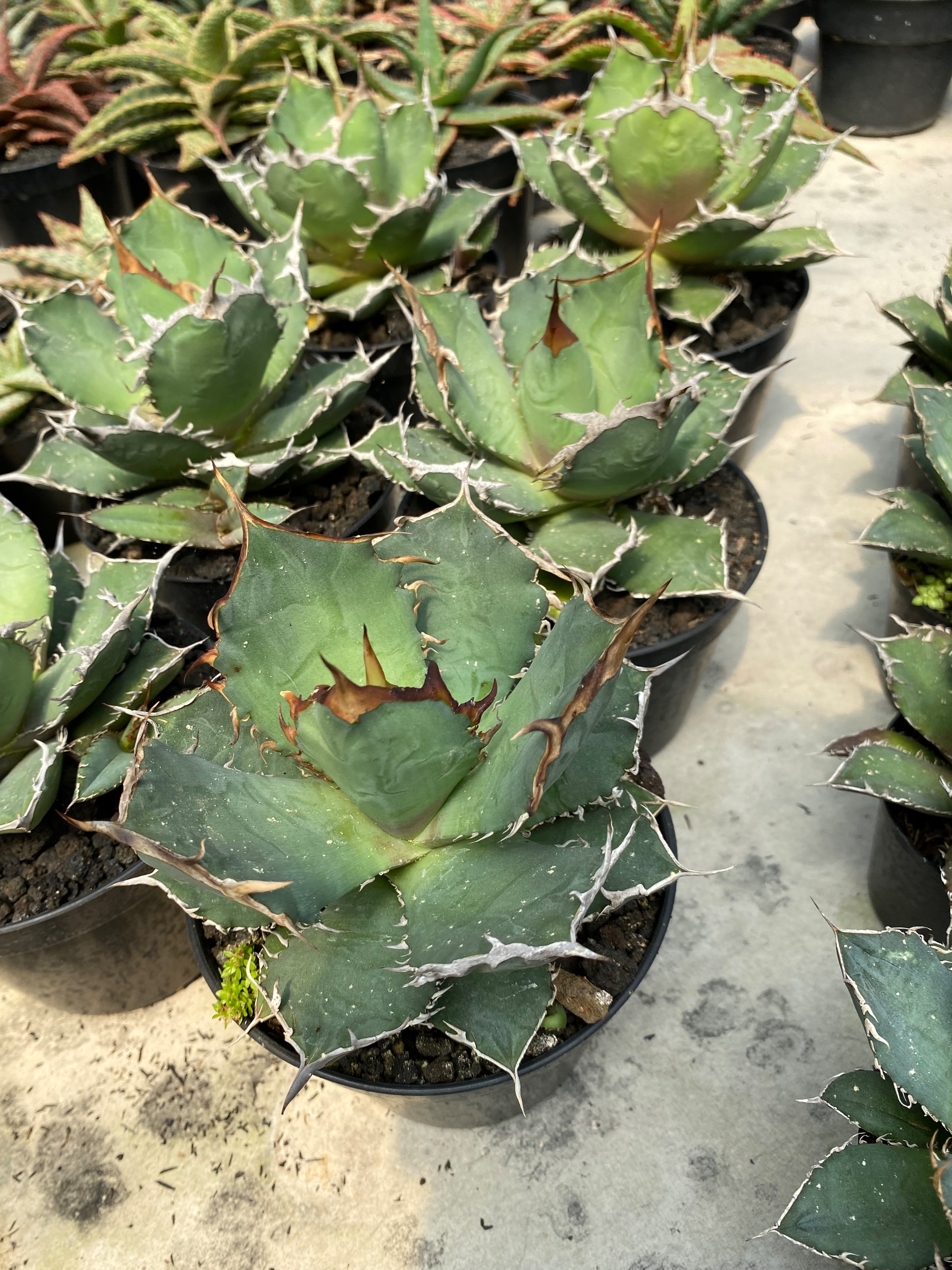 Agave Titanona Fo76 6pcs, real gallery image #1 plants. Picture taken directly from kaktus.id community Agave farmer green houses.