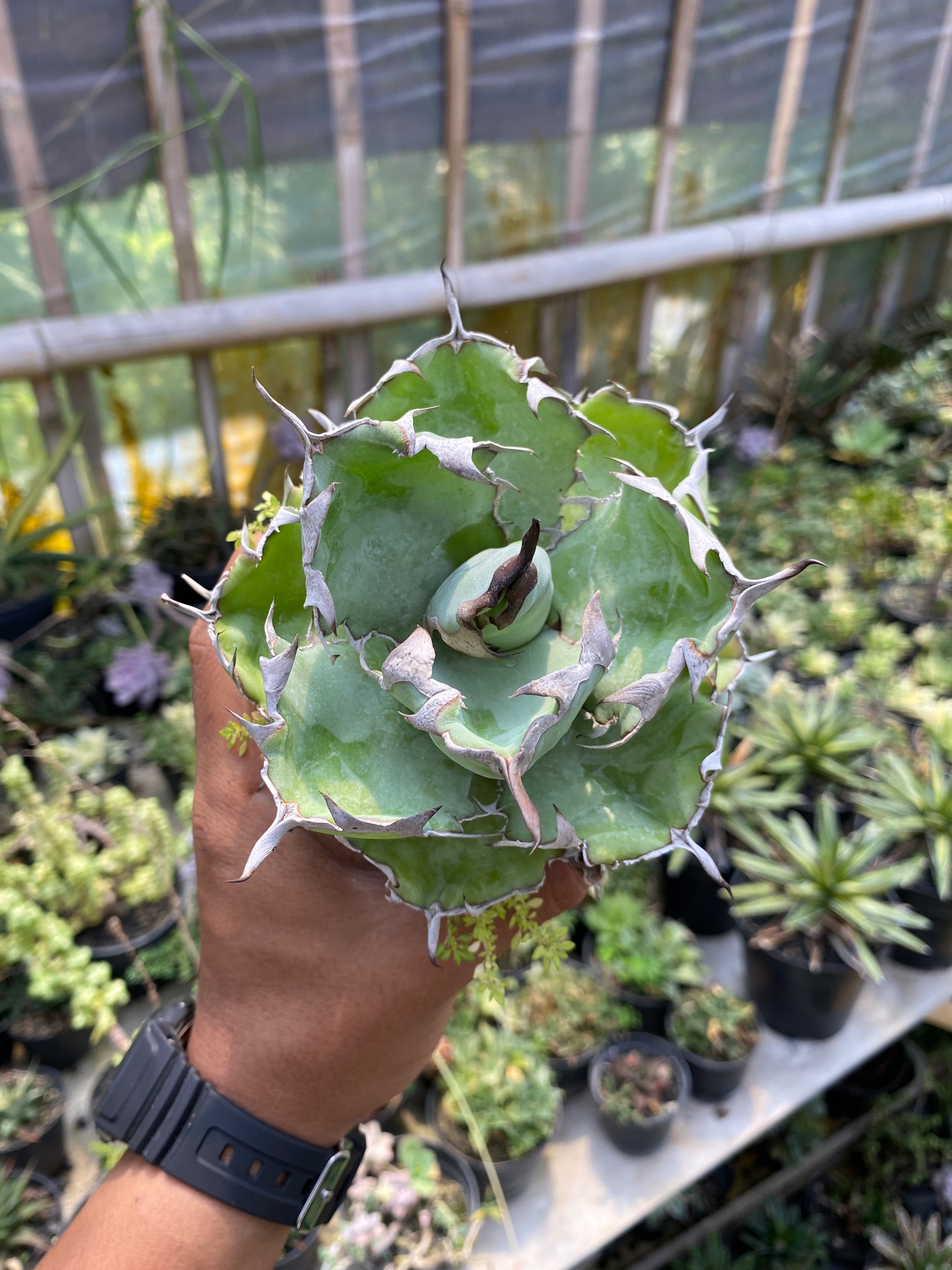 Agave Titanota Blue Ball, real gallery image #1 plants. Picture taken directly from kaktus.id community Agave farmer green houses.