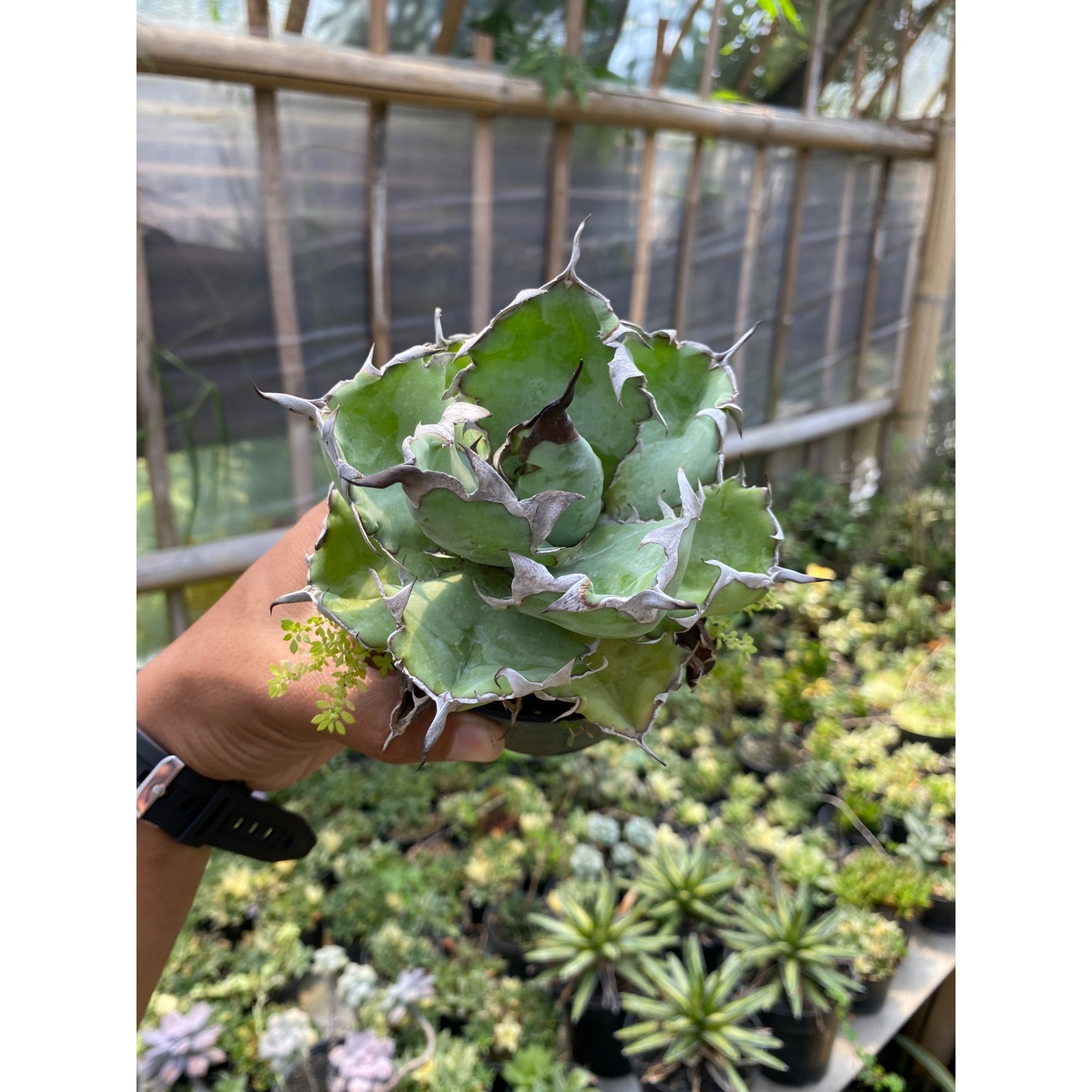 Agave Titanota Blue Ball, real feature image plant. Picture taken directly from kaktus.id community Agave farmer green houses.