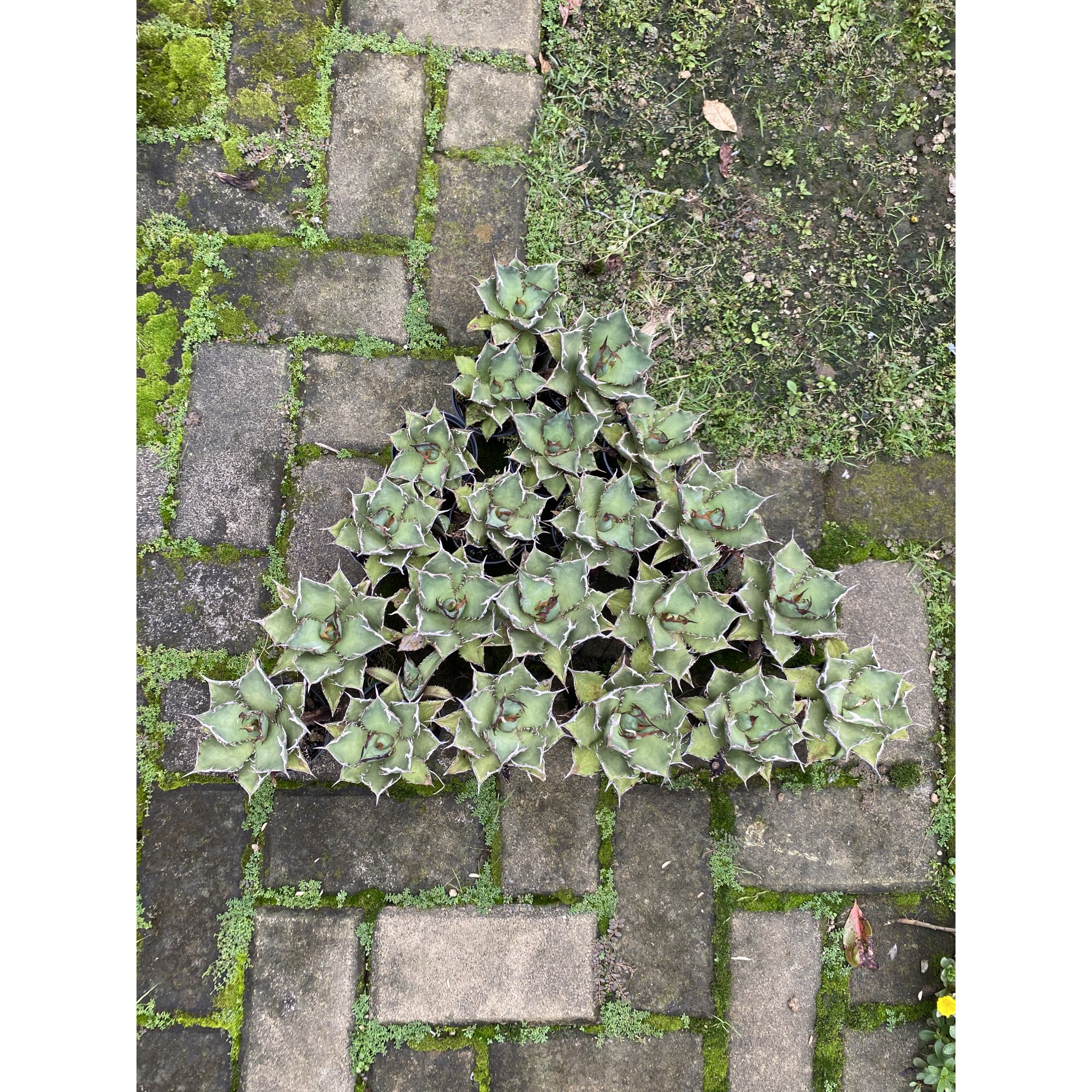 Agave Titanota Fo 76 21pcs, real feature image plant. Picture taken directly from kaktus.id community Agave farmer green houses.