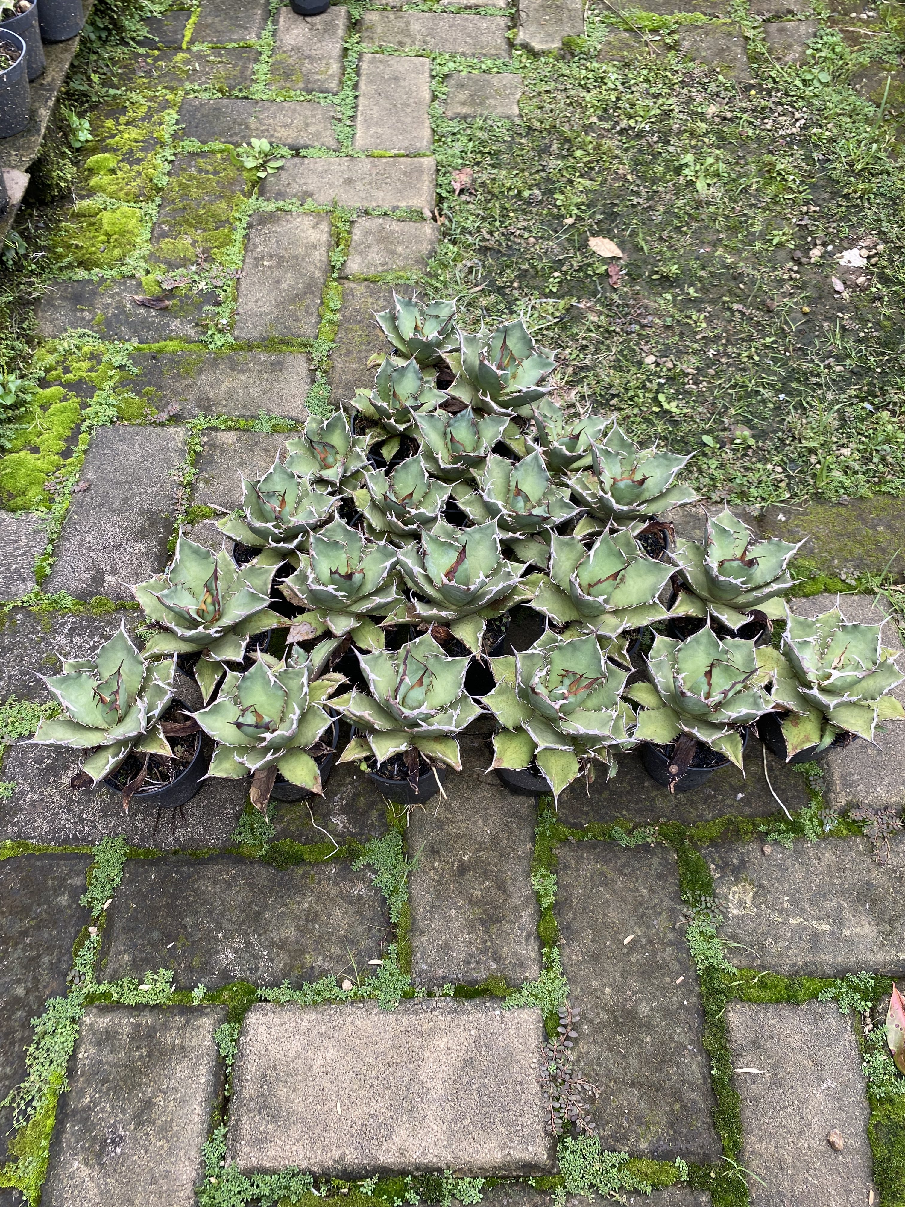 Agave Titanota Fo 76 21pcs, real gallery image #1 plants. Picture taken directly from kaktus.id community Agave farmer green houses.