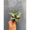 Agave Titanota Fo 76 21pcs