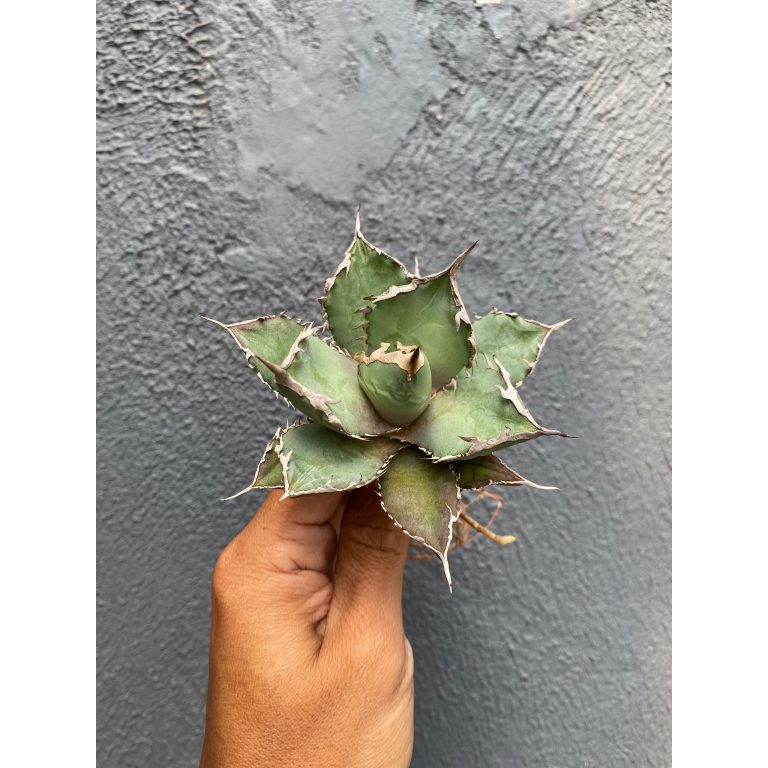 1576. Agave Titanota Fo 76 21pcs