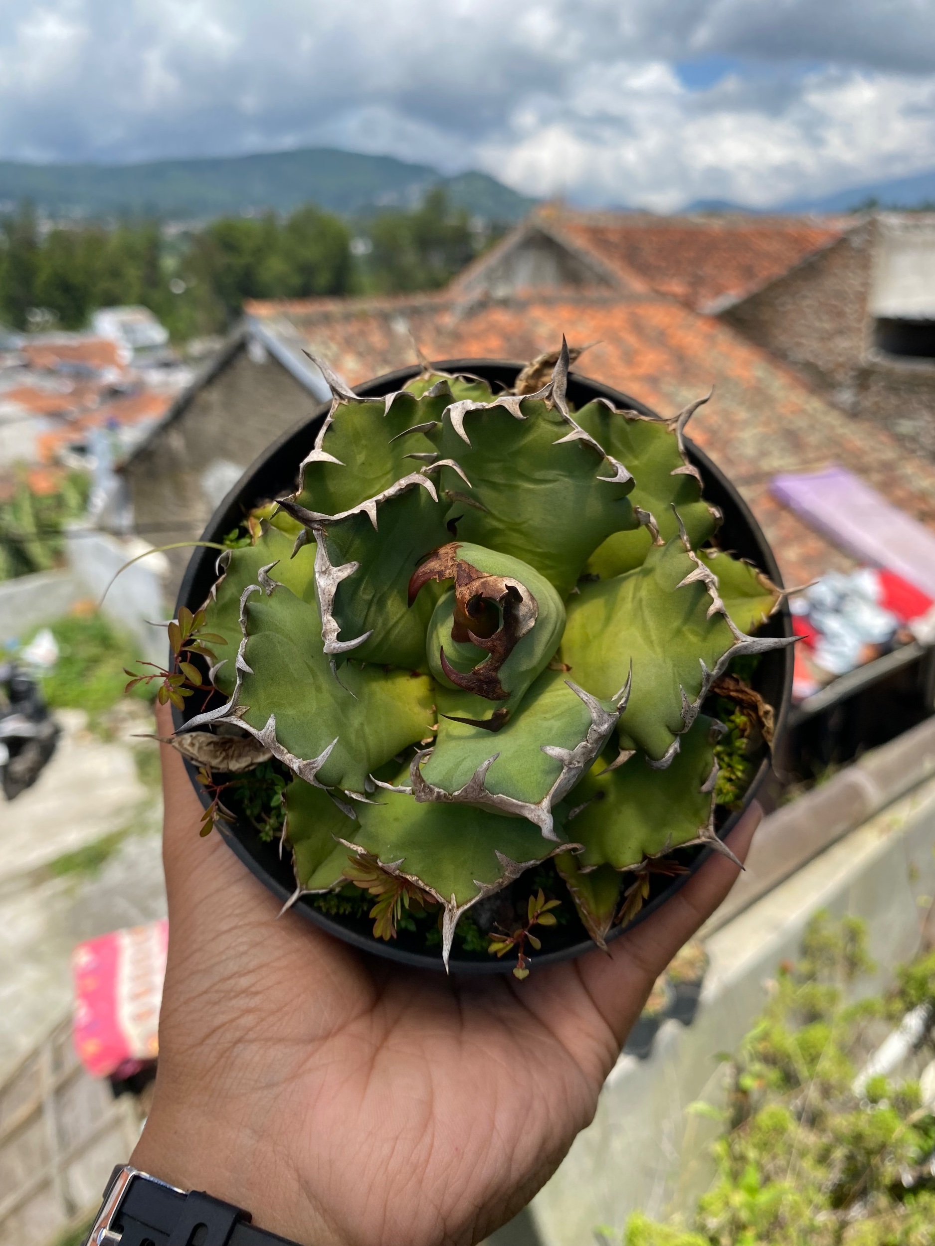 Agave Titanota Kyoto size 10 cm, real gallery image #1 plants. Picture taken directly from kaktus.id community Agave farmer green houses.