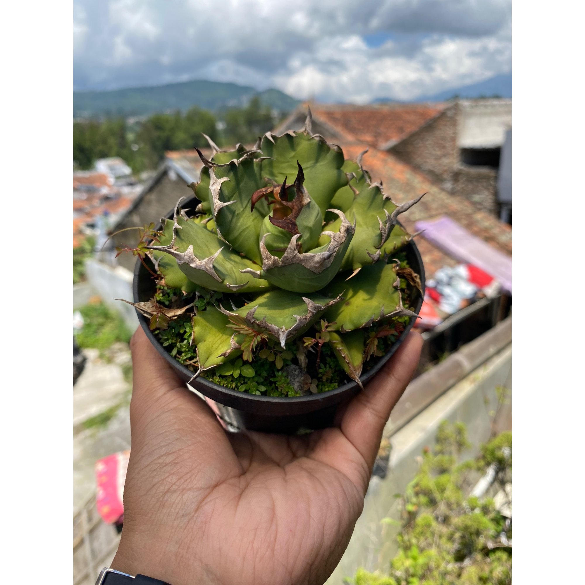 Agave Titanota Kyoto size 10 cm, real feature image plant. Picture taken directly from kaktus.id community Agave farmer green houses.