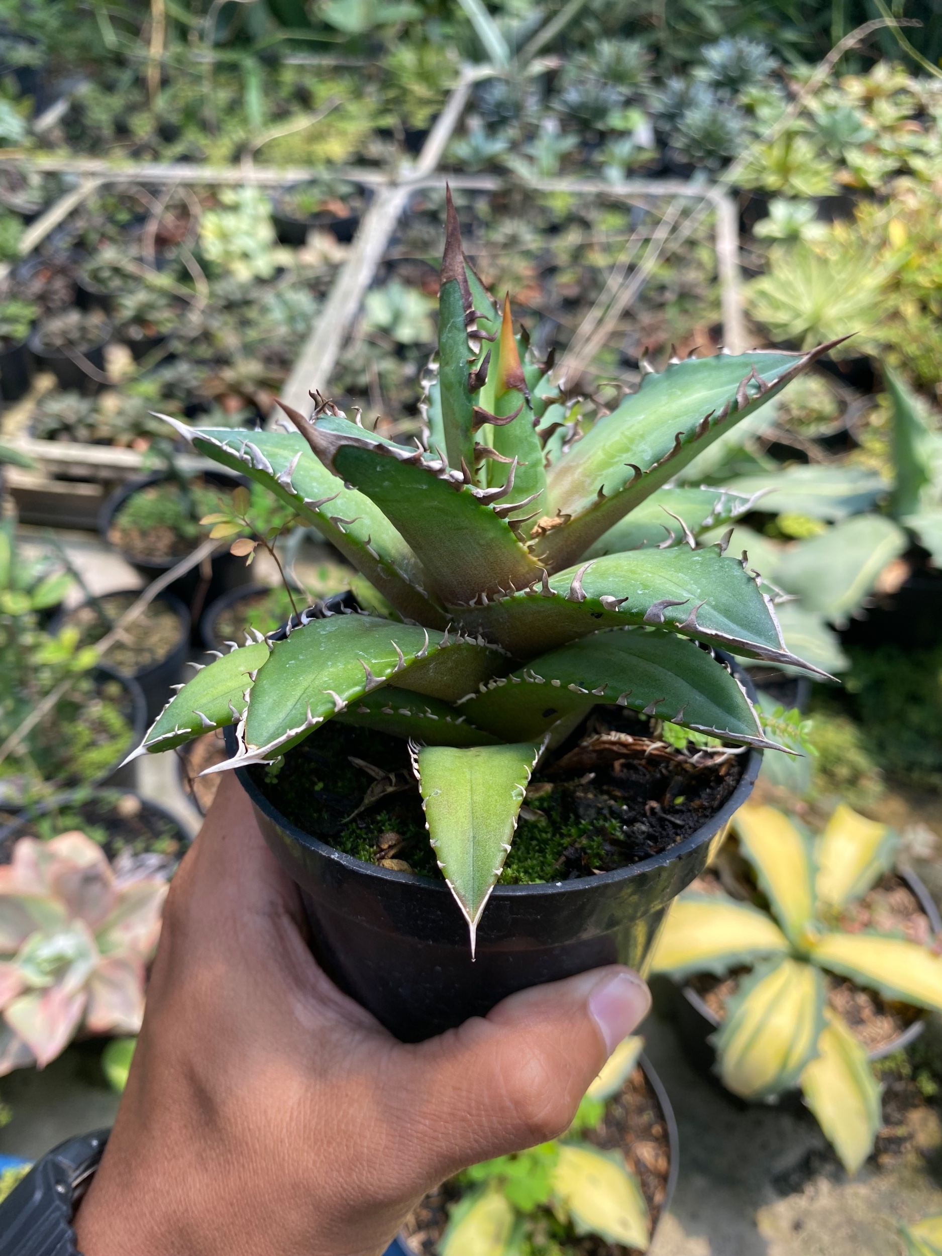Agave Titanota 'red Catweazle', real gallery image #1 plants. Picture taken directly from kaktus.id community Agave farmer green houses.
