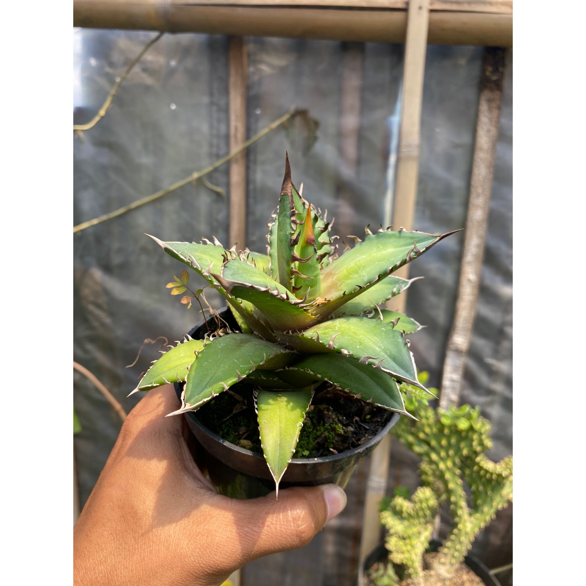 Agave Titanota 'red Catweazle', real feature image plant. Picture taken directly from kaktus.id community Agave farmer green houses.