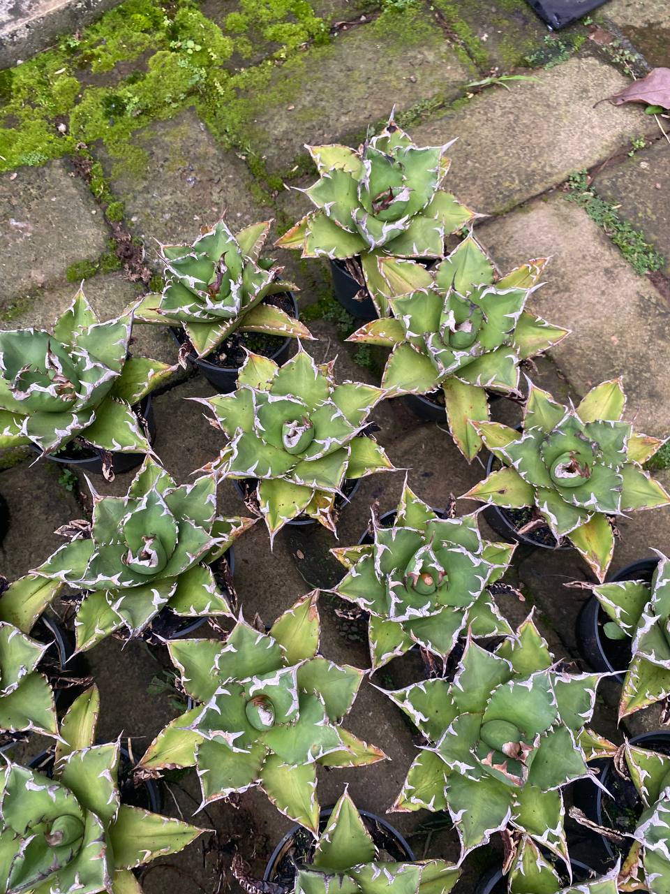 Agave Titanota Solar 30pcs, real gallery image #1 plants. Picture taken directly from kaktus.id community Agave farmer green houses.