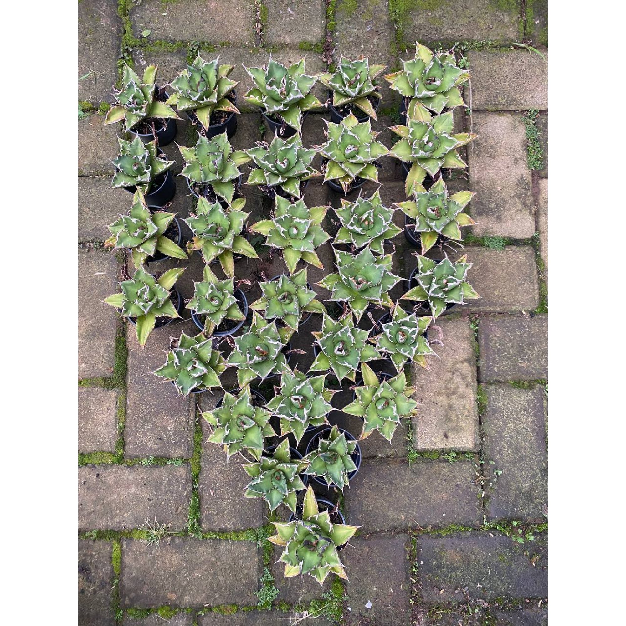 Agave Titanota Solar 30pcs, real feature image plant. Picture taken directly from kaktus.id community Agave farmer green houses.