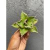 Agave Titanota Solar 30pcs
