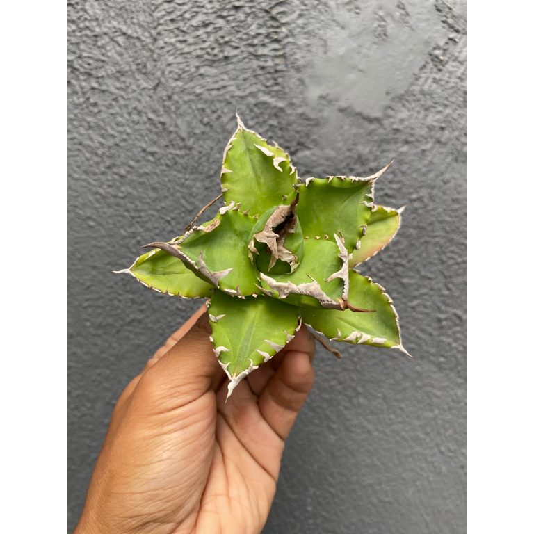 1578. Agave Titanota Solar 30pcs