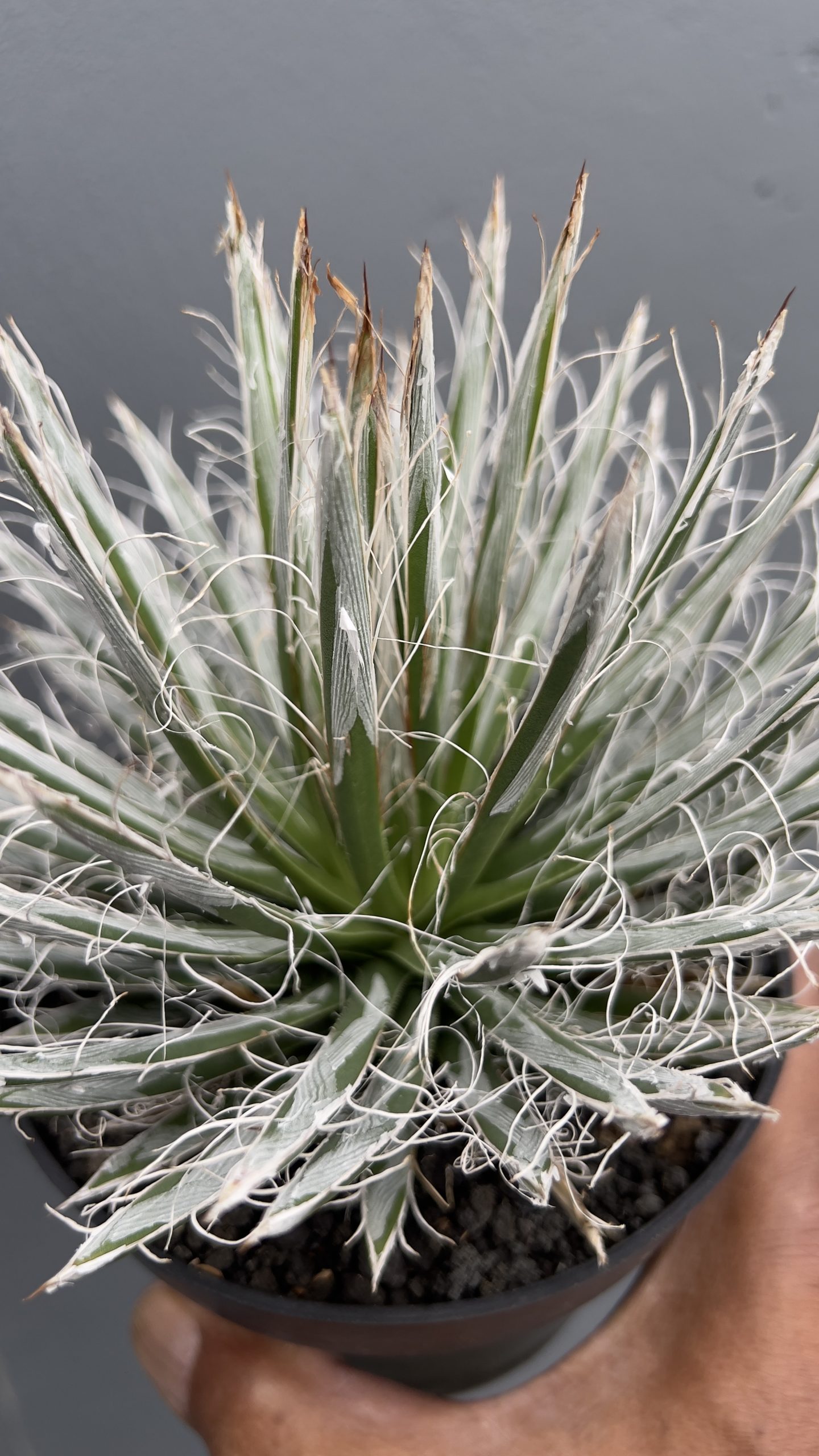 Agave Tomeyana Var Bella, real gallery image #1 plants. Picture taken directly from kaktus.id community Agave farmer green houses.