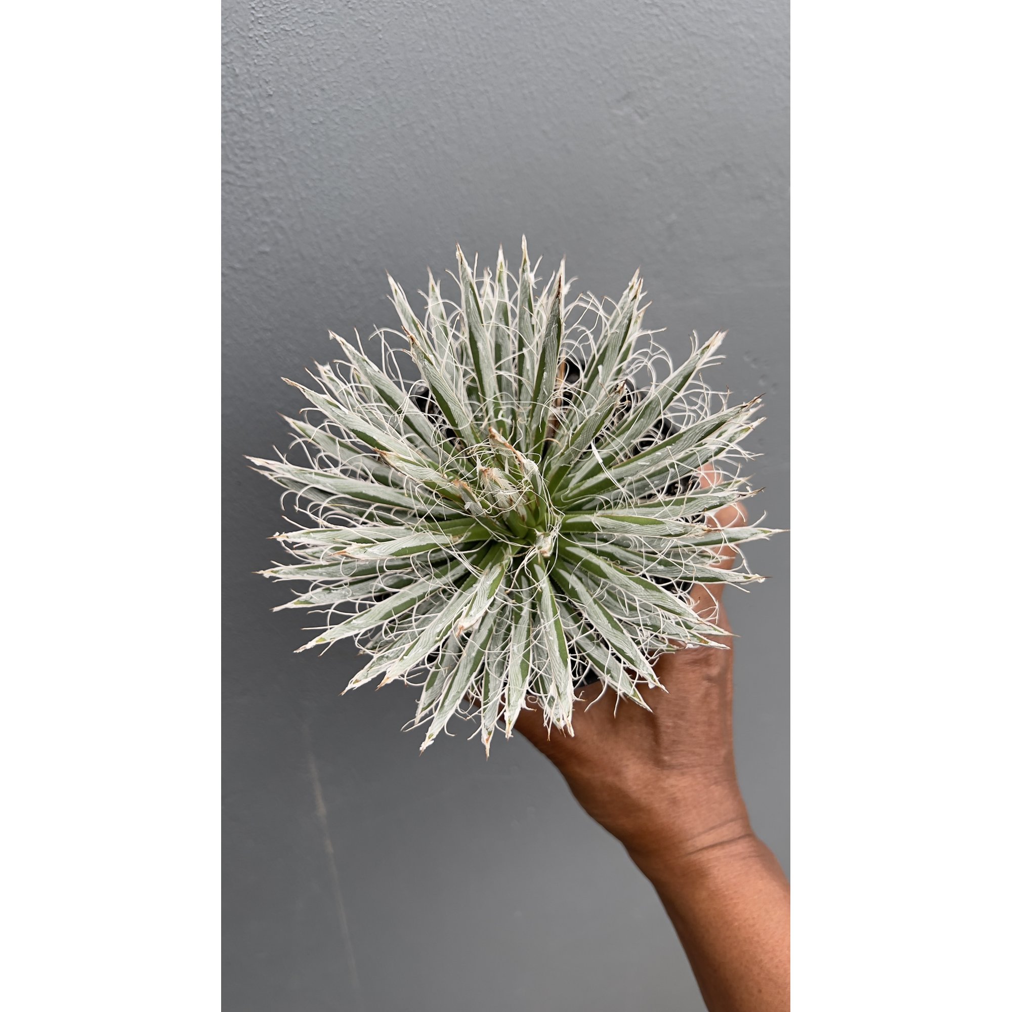 Agave Tomeyana Var Bella, real feature image plant. Picture taken directly from kaktus.id community Agave farmer green houses.