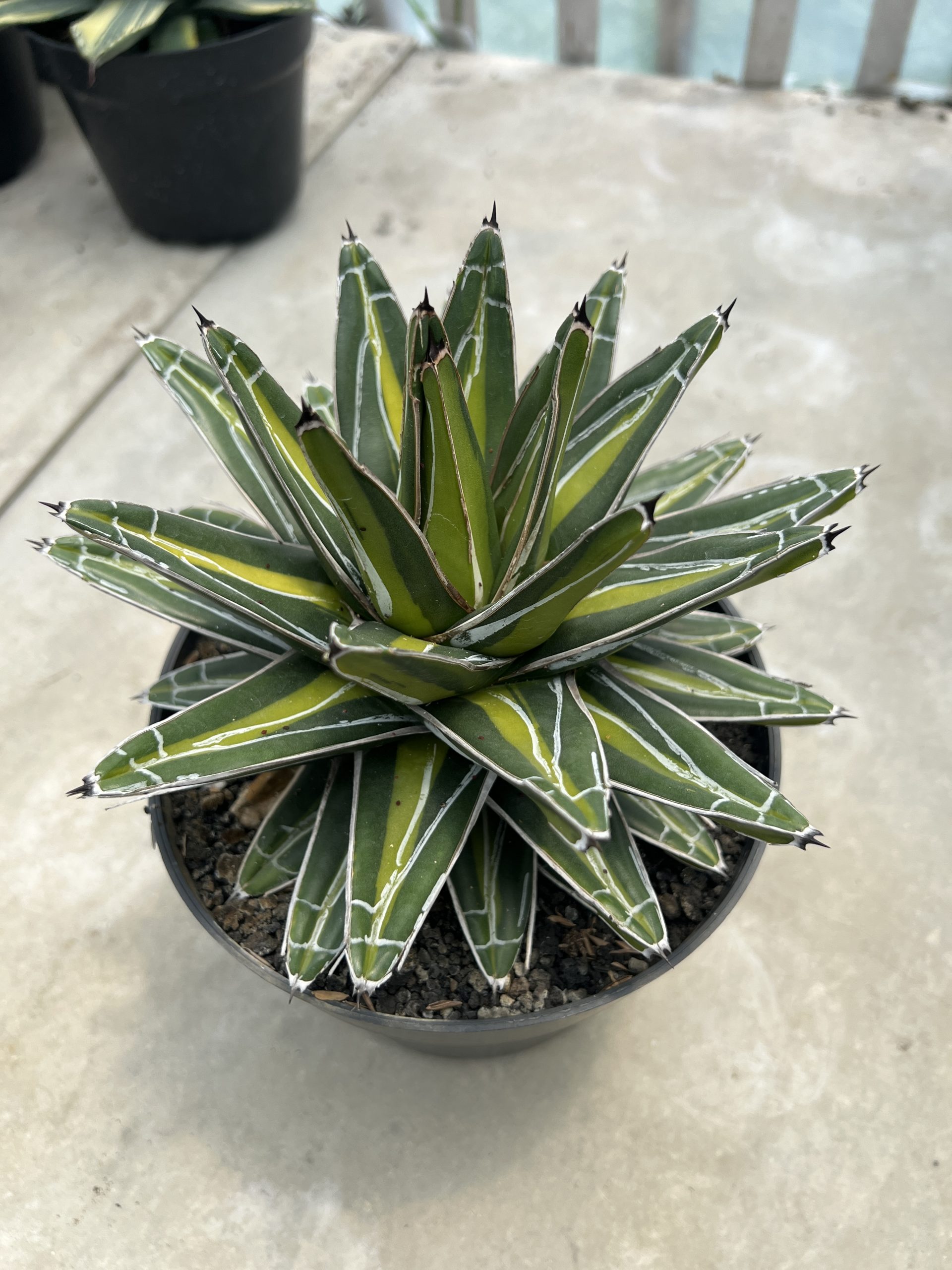 Agave Victoria Giant Mediopicta, real gallery image #1 plants. Picture taken directly from kaktus.id community Agave farmer green houses.