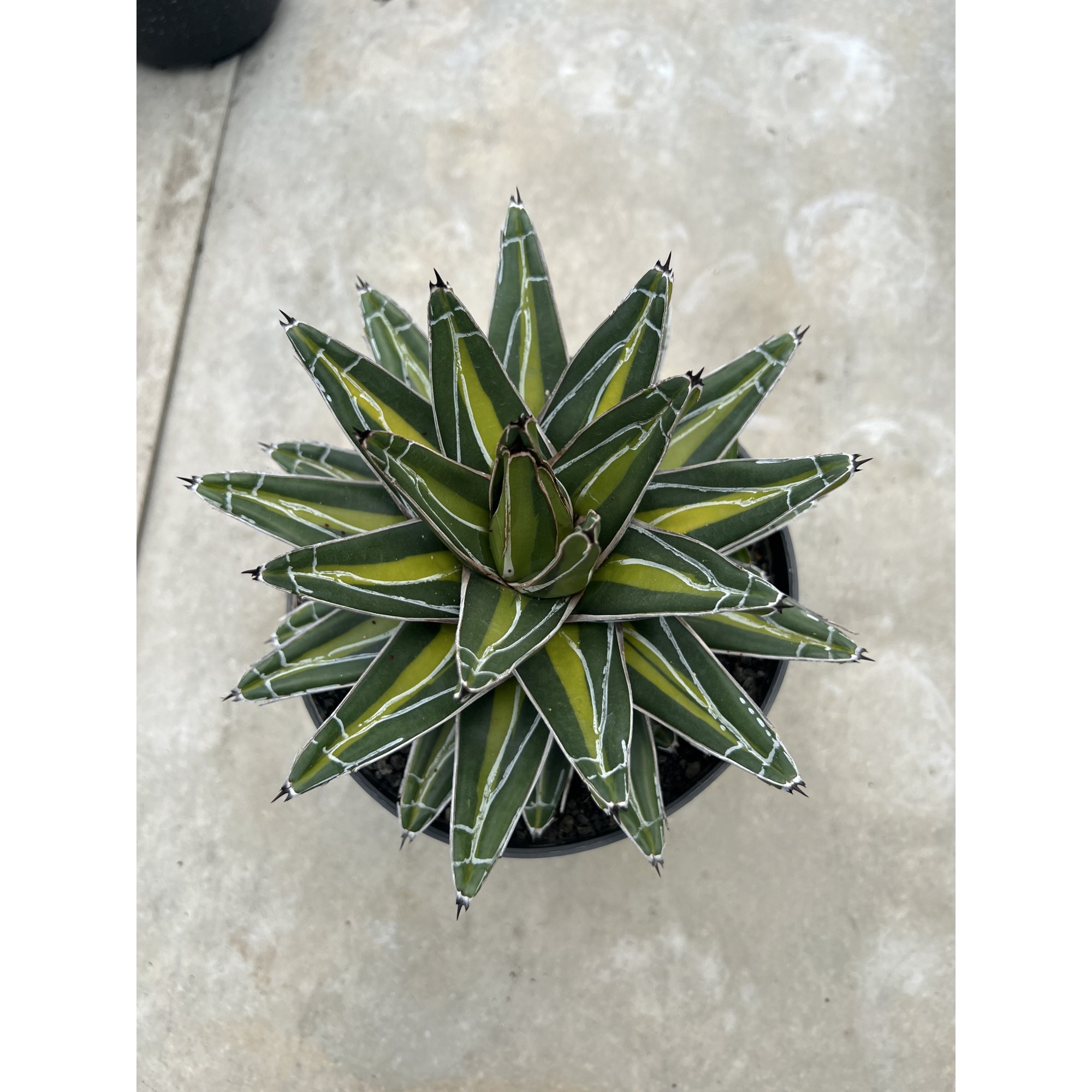 Agave Victoria Giant Mediopicta, real feature image plant. Picture taken directly from kaktus.id community Agave farmer green houses.