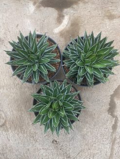 Agave Victoria Reginae Size 20 Cm, real gallery image #1 plants. Picture taken directly from kaktus.id community Agave farmer green houses.
