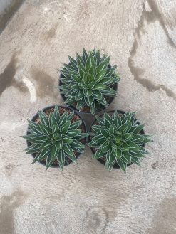 Agave Victoria Reginae Size 20 Cm, real gallery image #2 plants. Picture taken directly from kaktus.id community Agave farmer green houses.