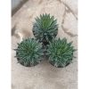 Agave Victoria Reginae Size 20 Cm, real feature image plant. Picture taken directly from kaktus.id community Agave farmer green houses.