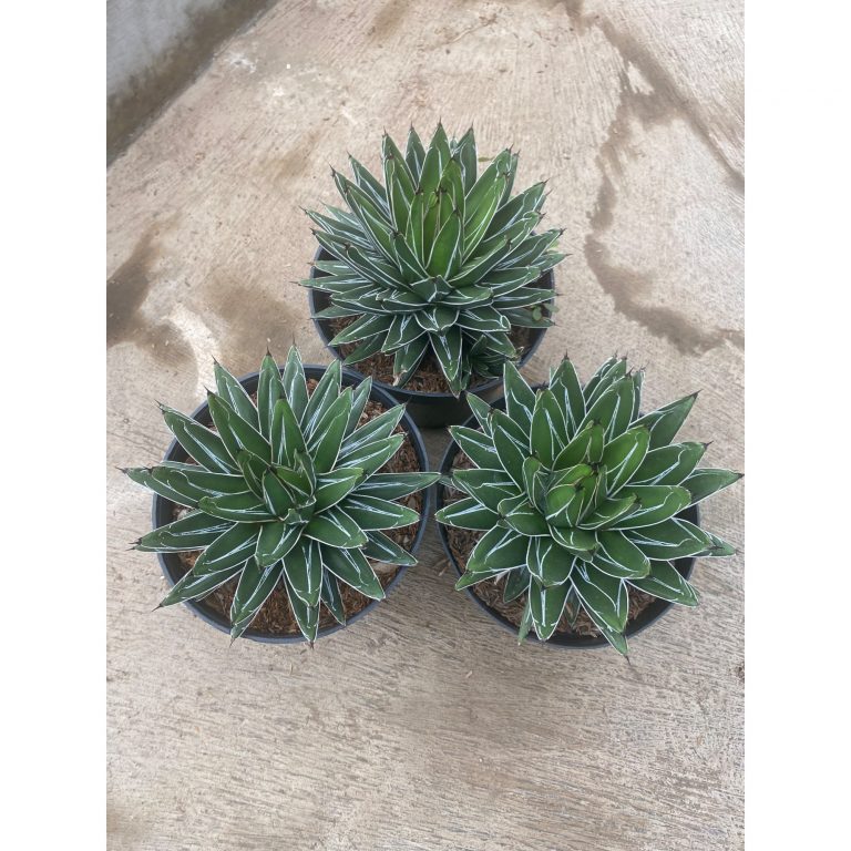 1590. Agave Victoria Reginae Size 20 Cm ( Appendix II – Special Permit Needed* )