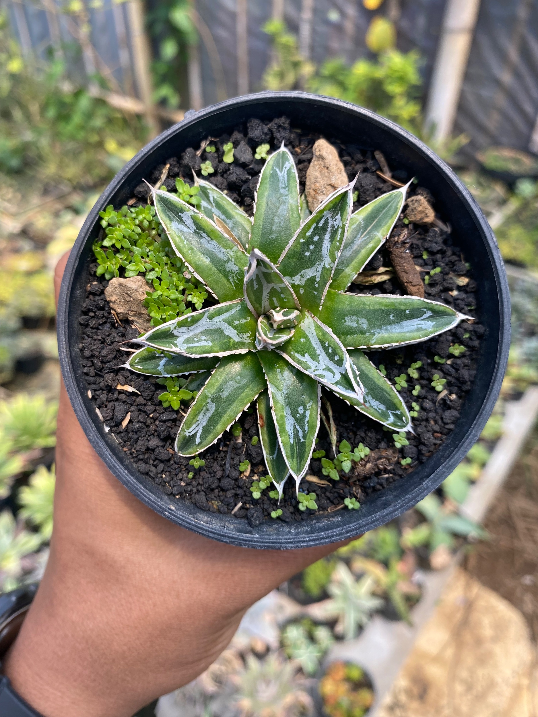 Agave Victoriae Himeshon Variegated, real gallery image #1 plants. Picture taken directly from kaktus.id community Agave farmer green houses.