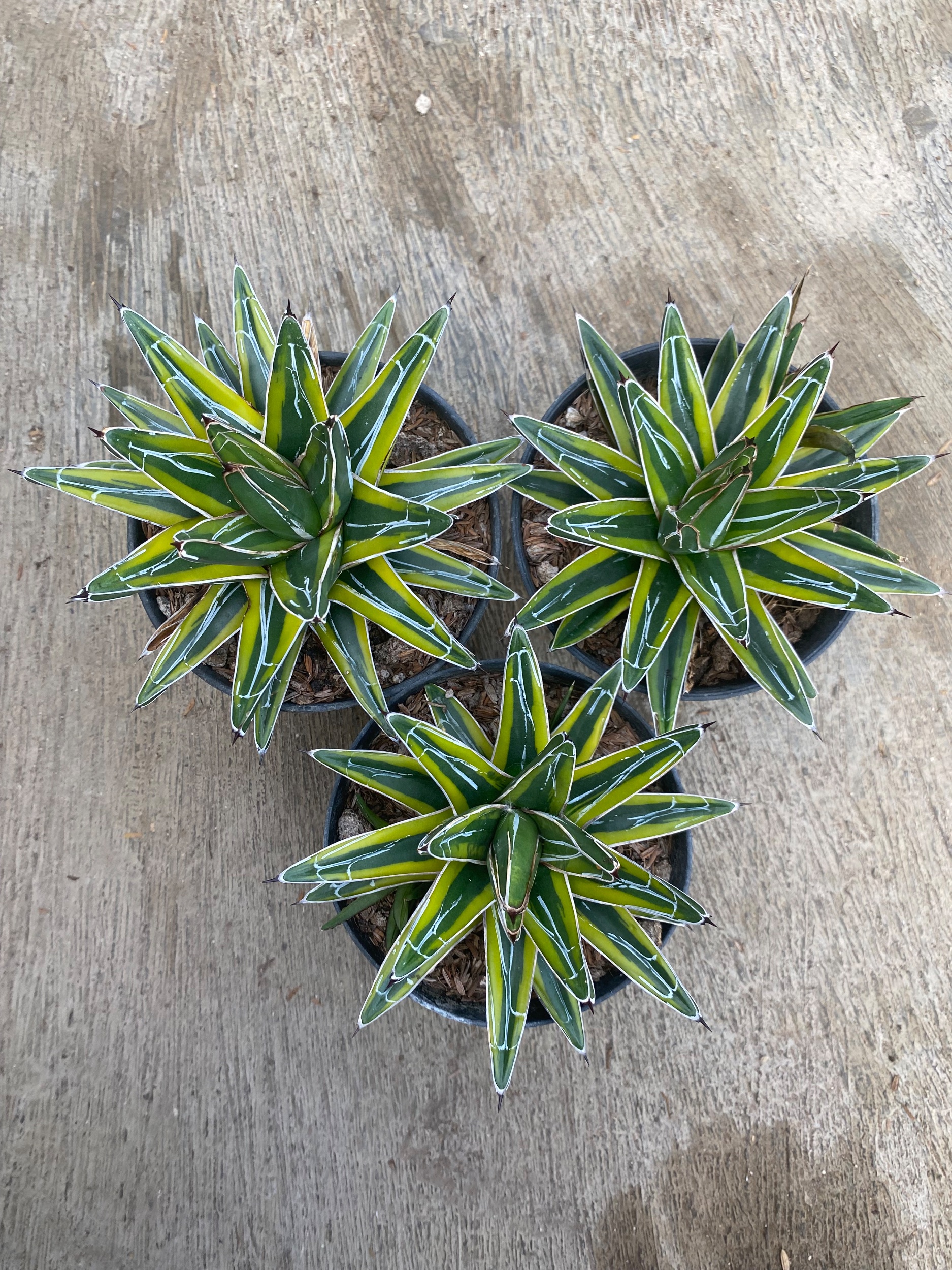 Agave Victoriae Reginae Mediopicta, real gallery image #1 plants. Picture taken directly from kaktus.id community Agave farmer green houses.