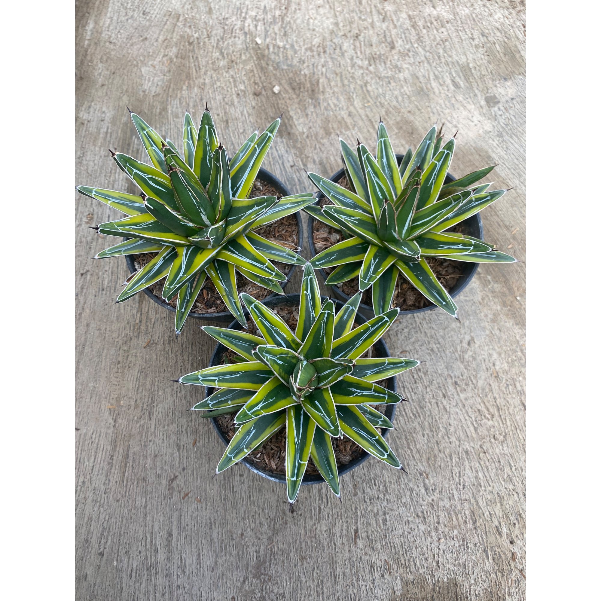 Agave Victoriae Reginae Mediopicta, real feature image plant. Picture taken directly from kaktus.id community Agave farmer green houses.