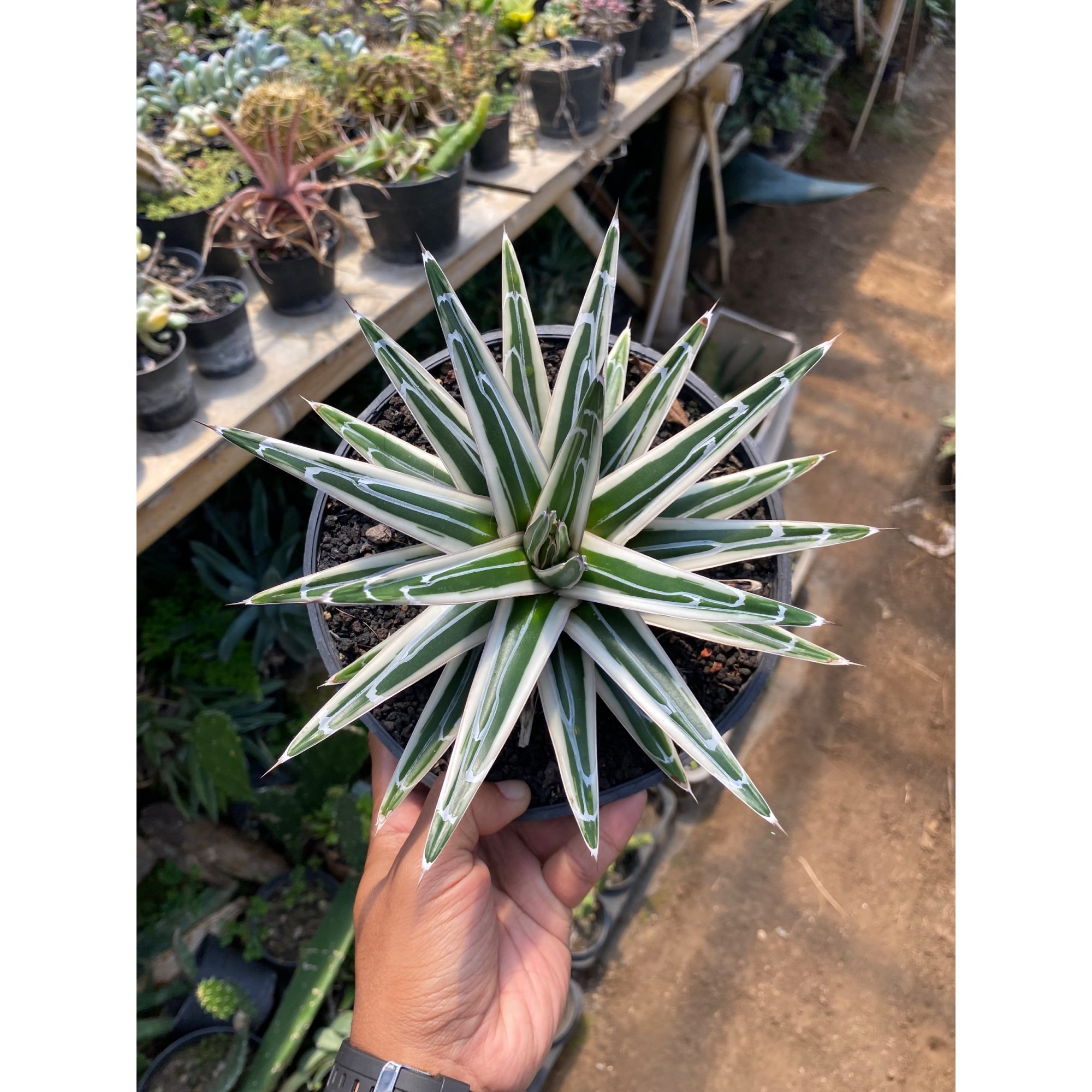 Agave White Rhino, real feature image plant. Picture taken directly from kaktus.id community Agave farmer green houses.