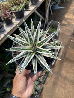 Agave White Rhino, real gallery image #5 plants. Picture taken directly from kaktus.id community Agave farmer green houses.