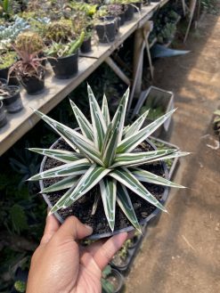 Agave White Rhino, real gallery image #6 plants. Picture taken directly from kaktus.id community Agave farmer green houses.