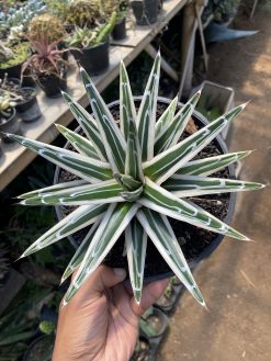 Agave White Rhino, real gallery image #7 plants. Picture taken directly from kaktus.id community Agave farmer green houses.