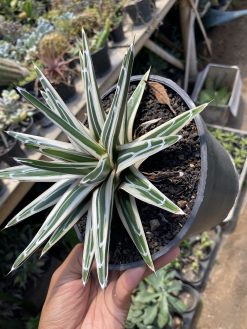 Agave White Rhino, real gallery image #8 plants. Picture taken directly from kaktus.id community Agave farmer green houses.