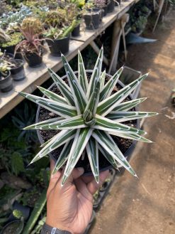 Agave White Rhino, real gallery image #9 plants. Picture taken directly from kaktus.id community Agave farmer green houses.
