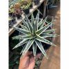 Agave White Rhino, real feature image plant. Picture taken directly from kaktus.id community Agave farmer green houses.