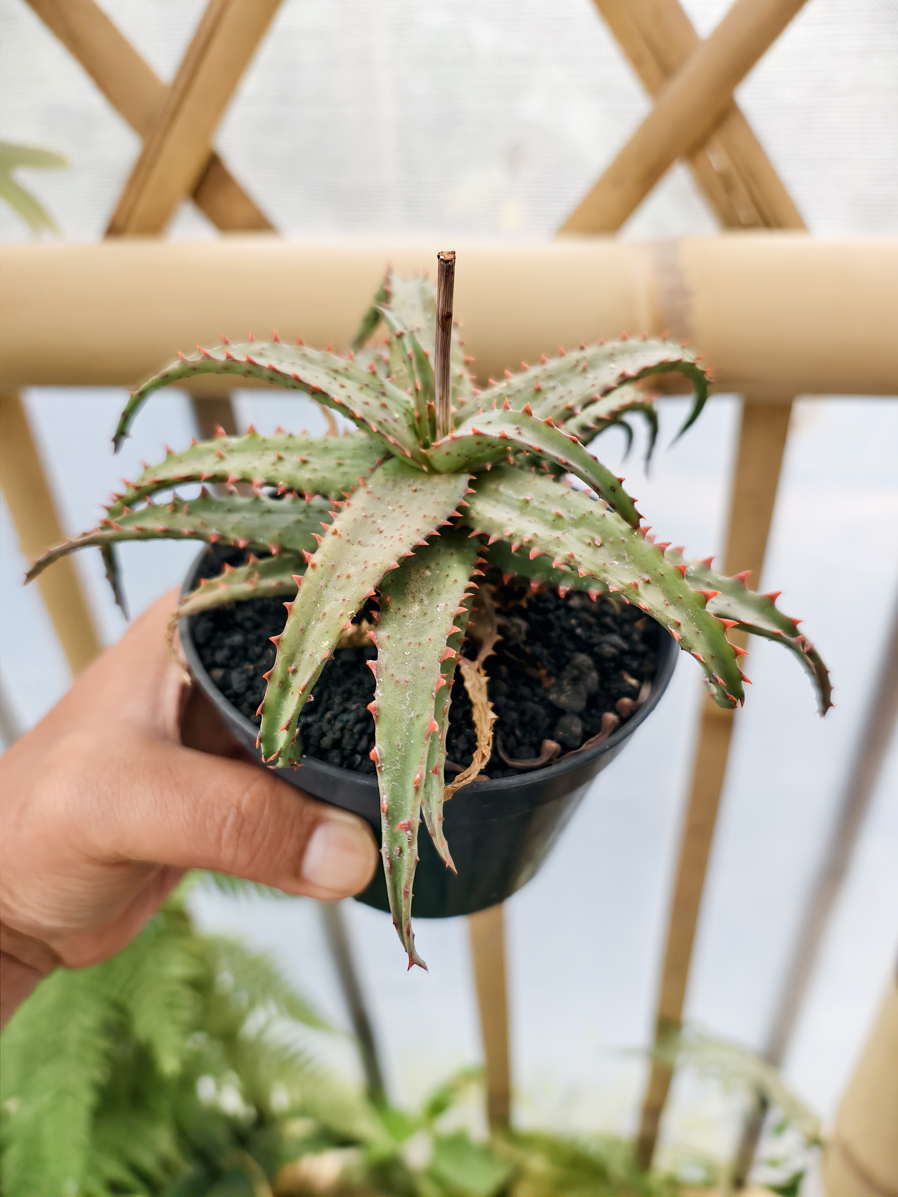 Aloe Castilloniae Hybrid, real gallery image #1 plants. Picture taken directly from kaktus.id community Aloe farmer green houses.