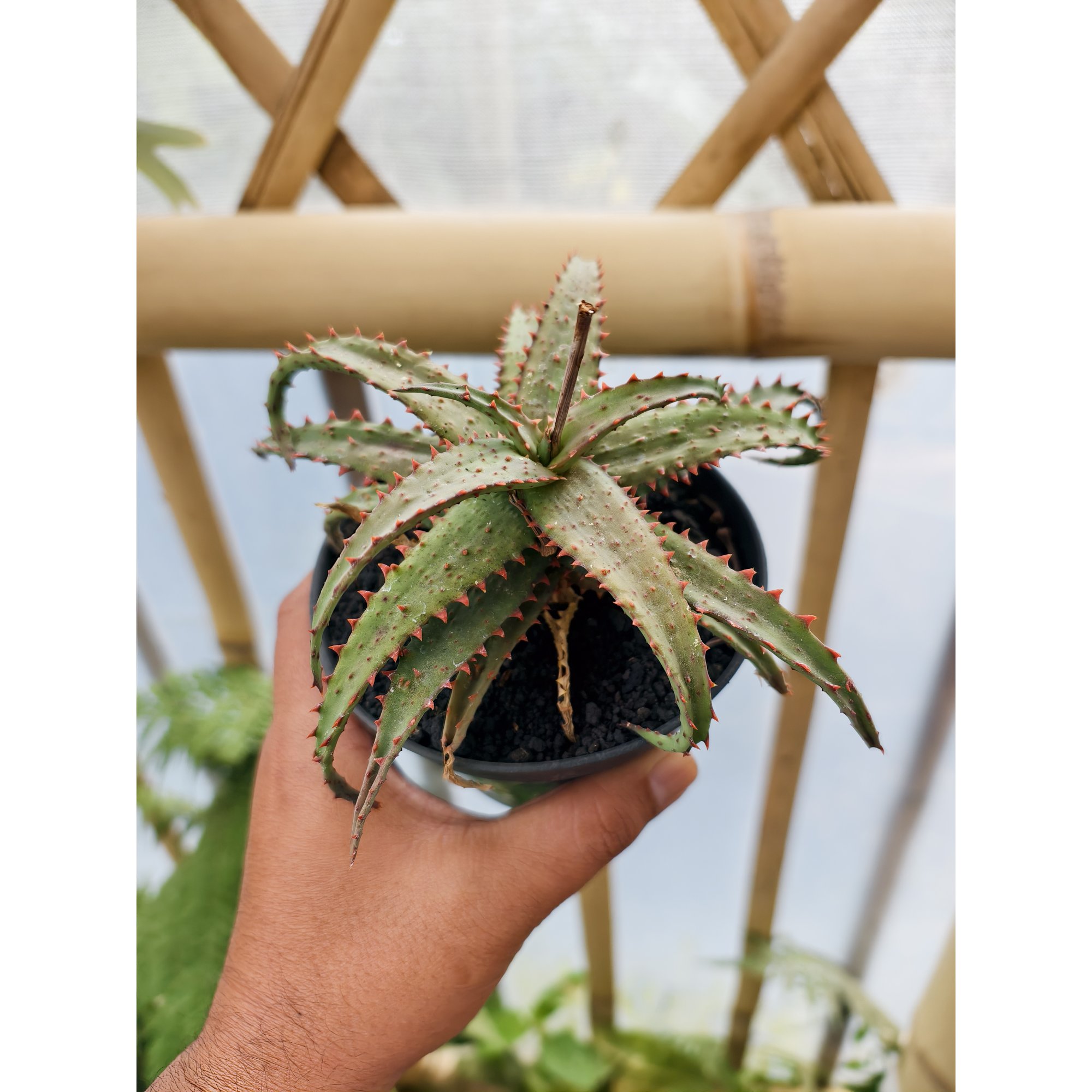 Aloe Castilloniae Hybrid For Sale - Real Pictures, kaktus.id