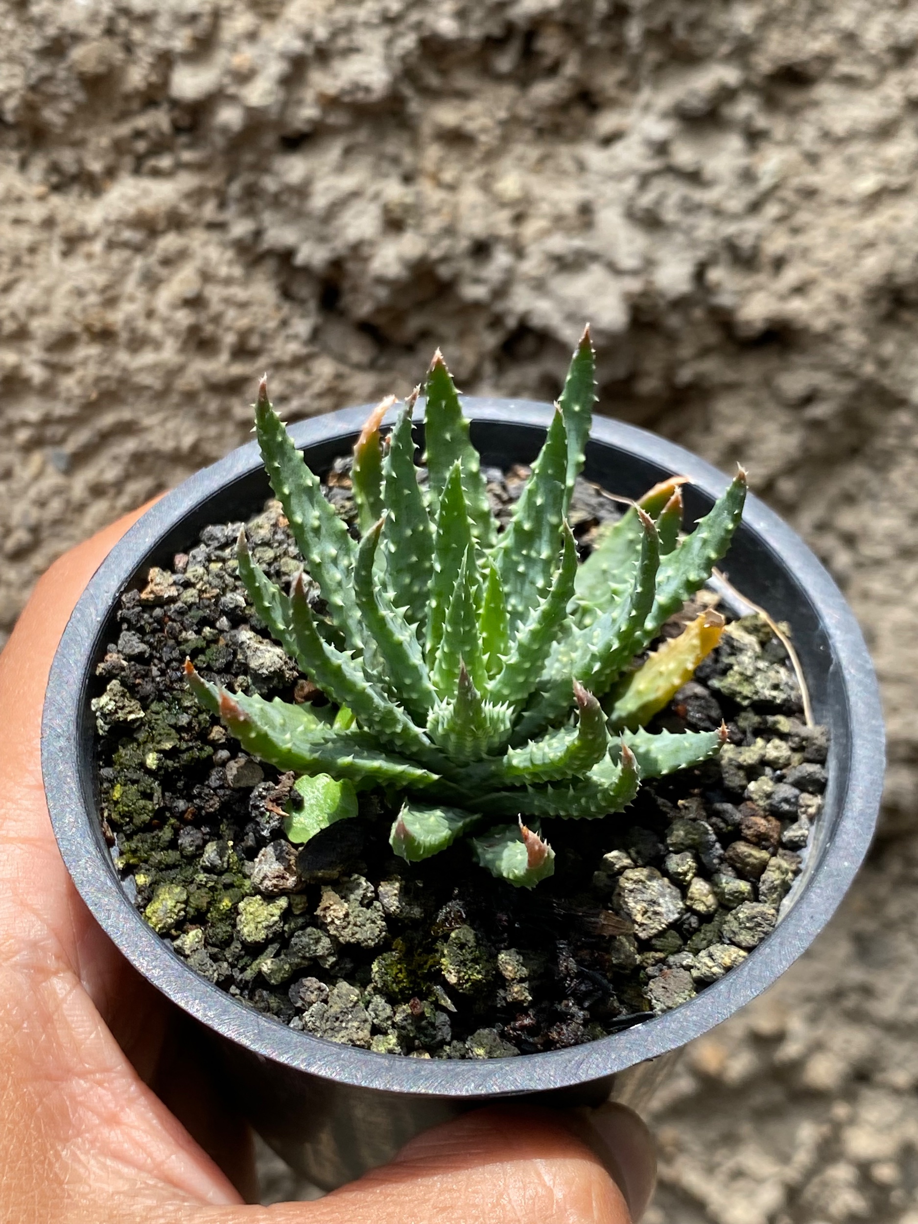 Aloe Humilis, real gallery image #1 plants. Picture taken directly from kaktus.id community Aloe farmer green houses.