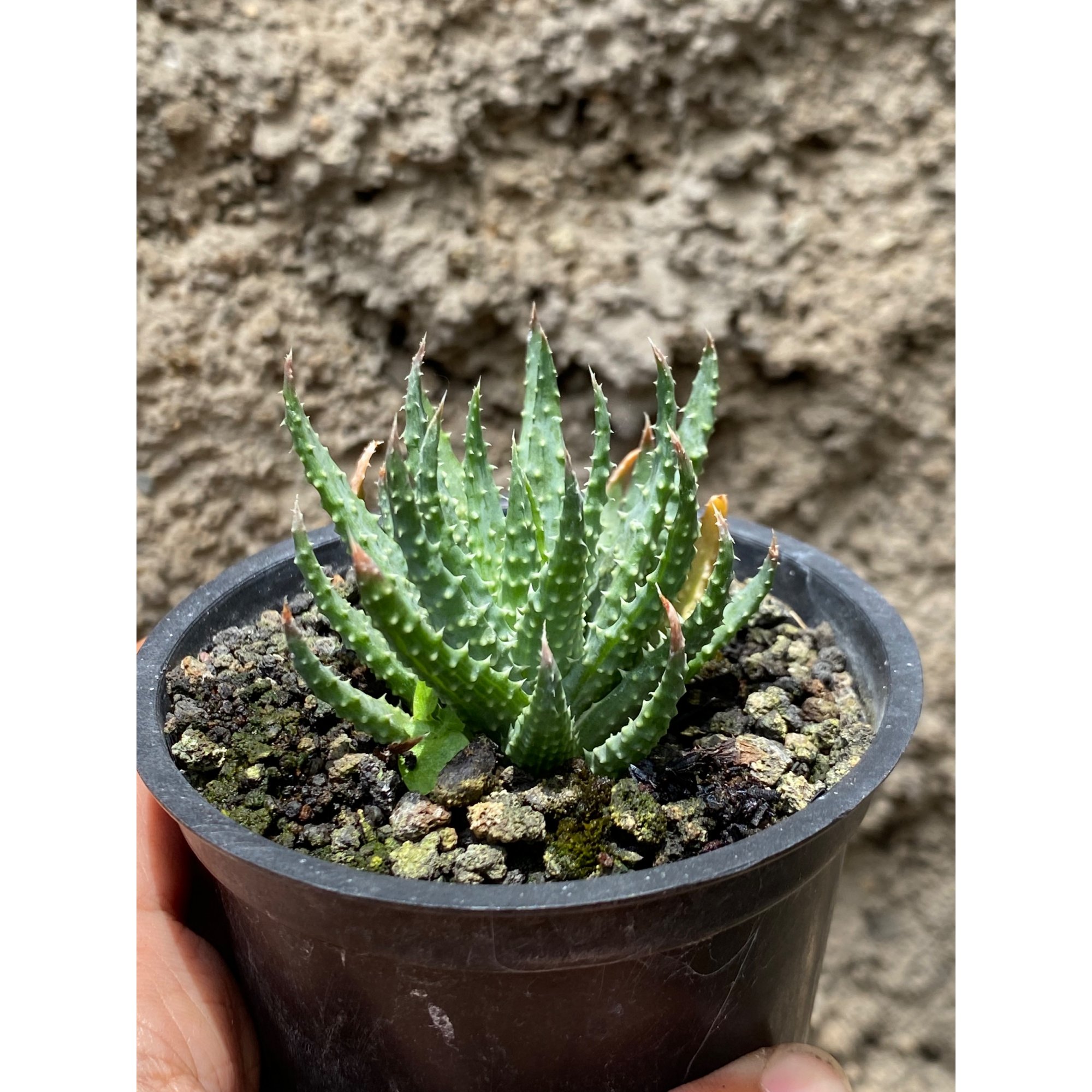 Aloe Humilis, real feature image plant. Picture taken directly from kaktus.id community Aloe farmer green houses.