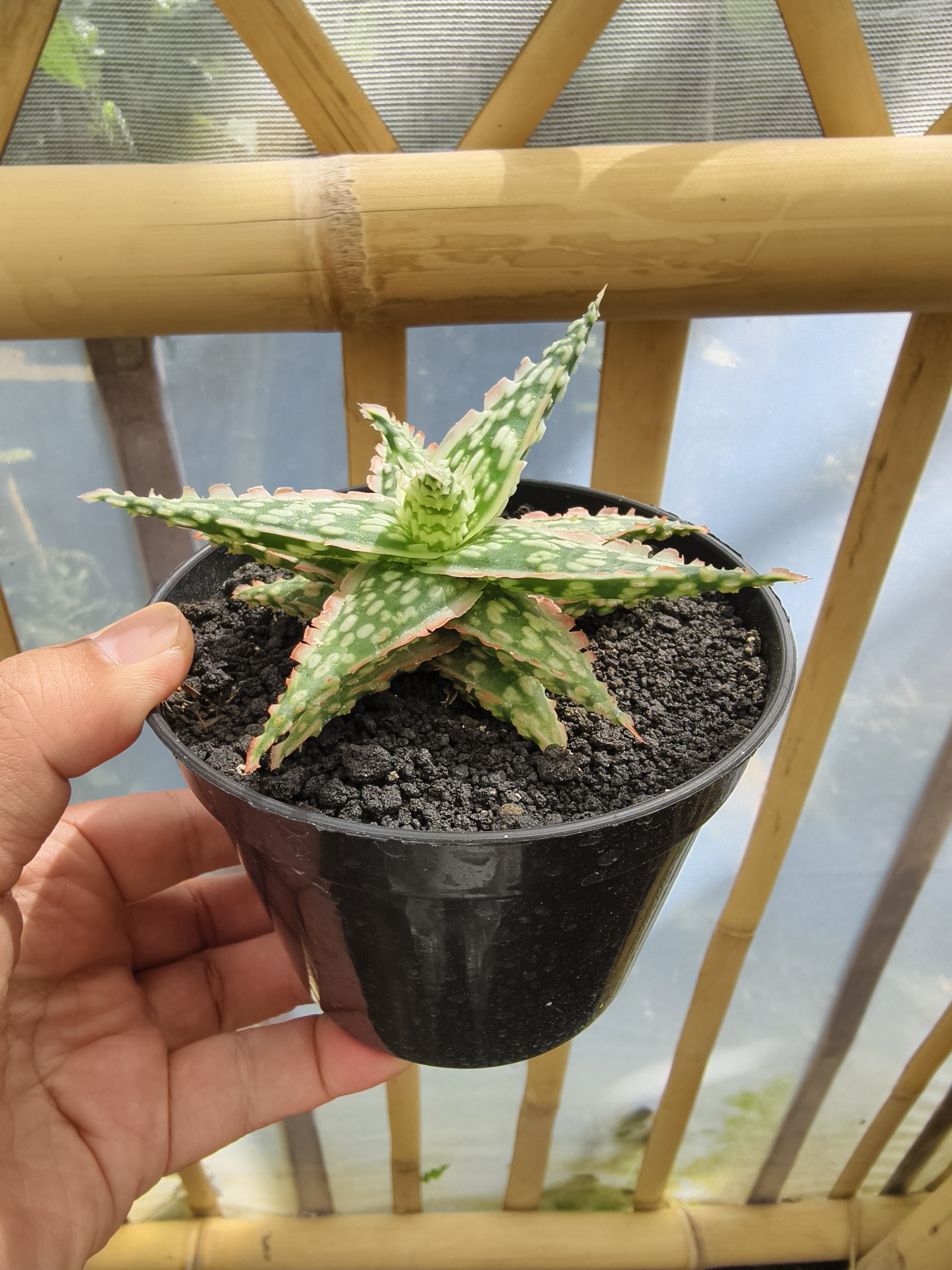 Aloe Hybrid Draculas, real gallery image #1 plants. Picture taken directly from kaktus.id community Aloe farmer green houses.