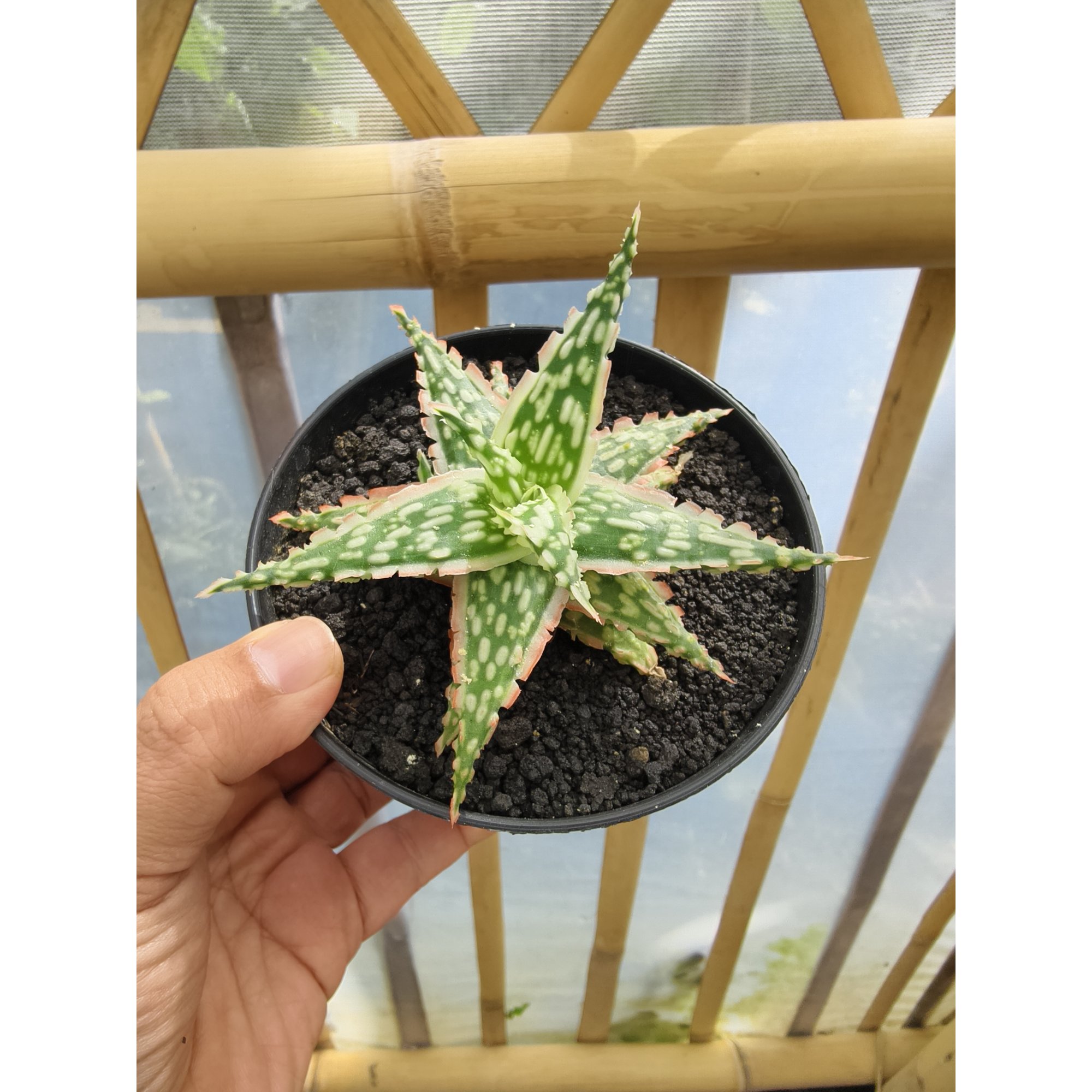 Aloe Hybrid Draculas, real feature image plant. Picture taken directly from kaktus.id community Aloe farmer green houses.