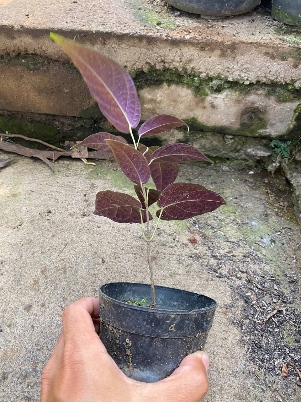 Bignonia Argyro Violacea, real gallery image #1 plants. Picture taken directly from kaktus.id community Bignonia farmer green houses.