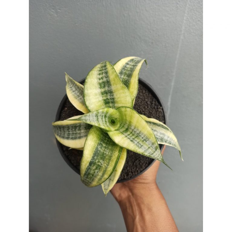 1453. Sansevieria Spider White Variegated
