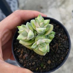 Crassula Moonglow Variegated, real gallery image #5 plants. Picture taken directly from kaktus.id community Crassula farmer green houses.
