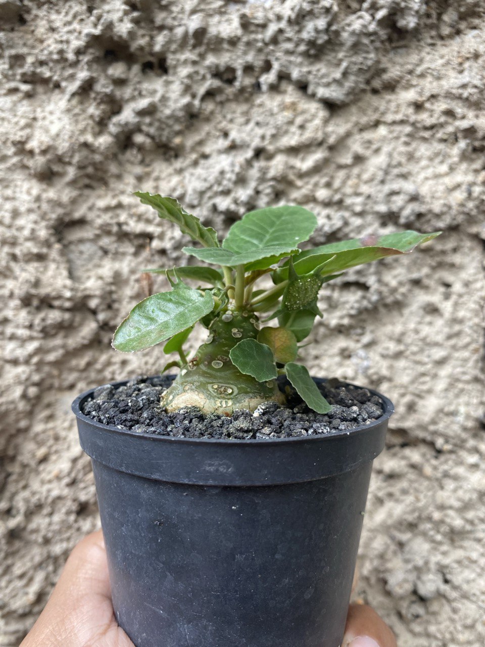 Dorstenia Poetida, real gallery image #1 plants. Picture taken directly from kaktus.id community Dorstenia farmer green houses.