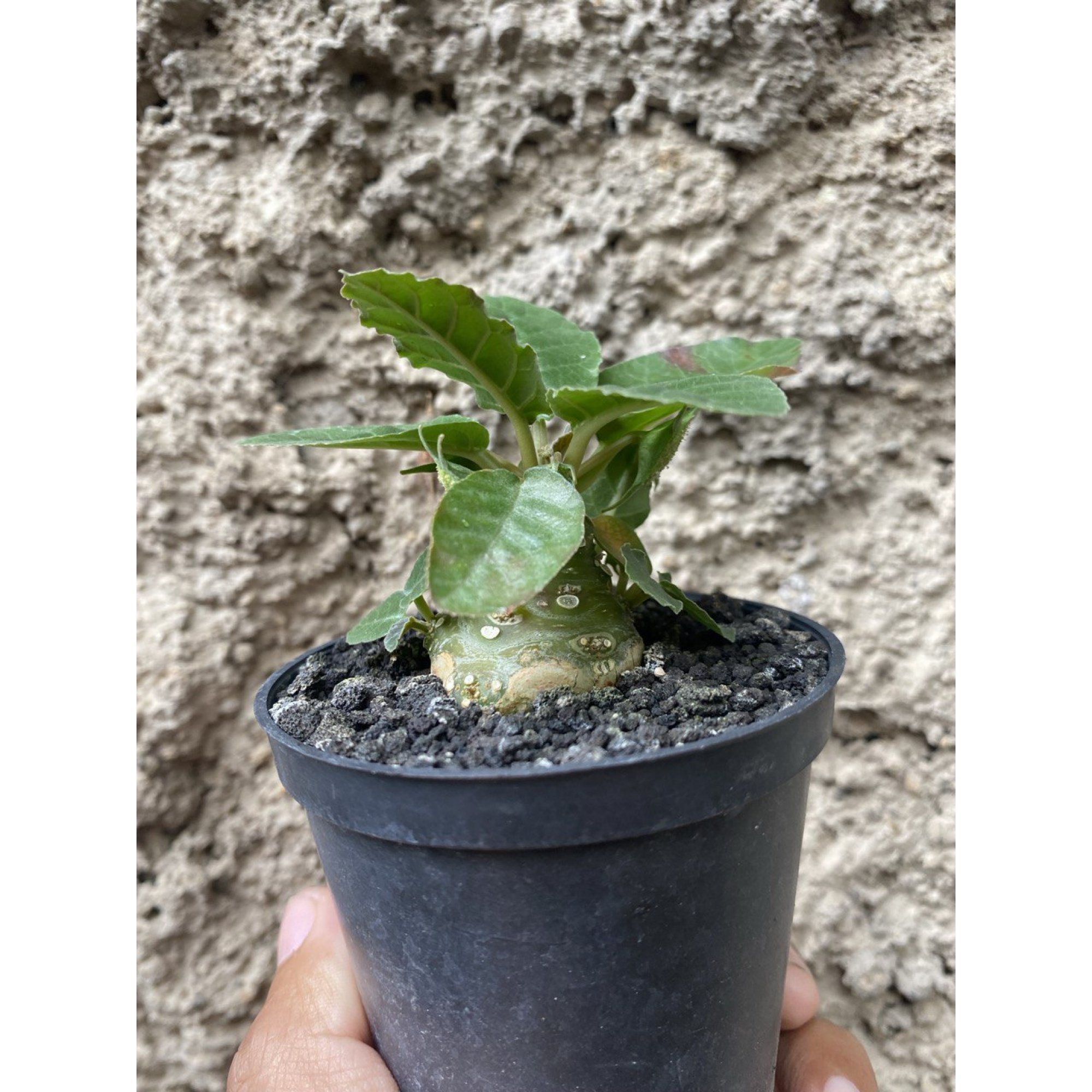 Dorstenia Poetida, real feature image plant. Picture taken directly from kaktus.id community Dorstenia farmer green houses.