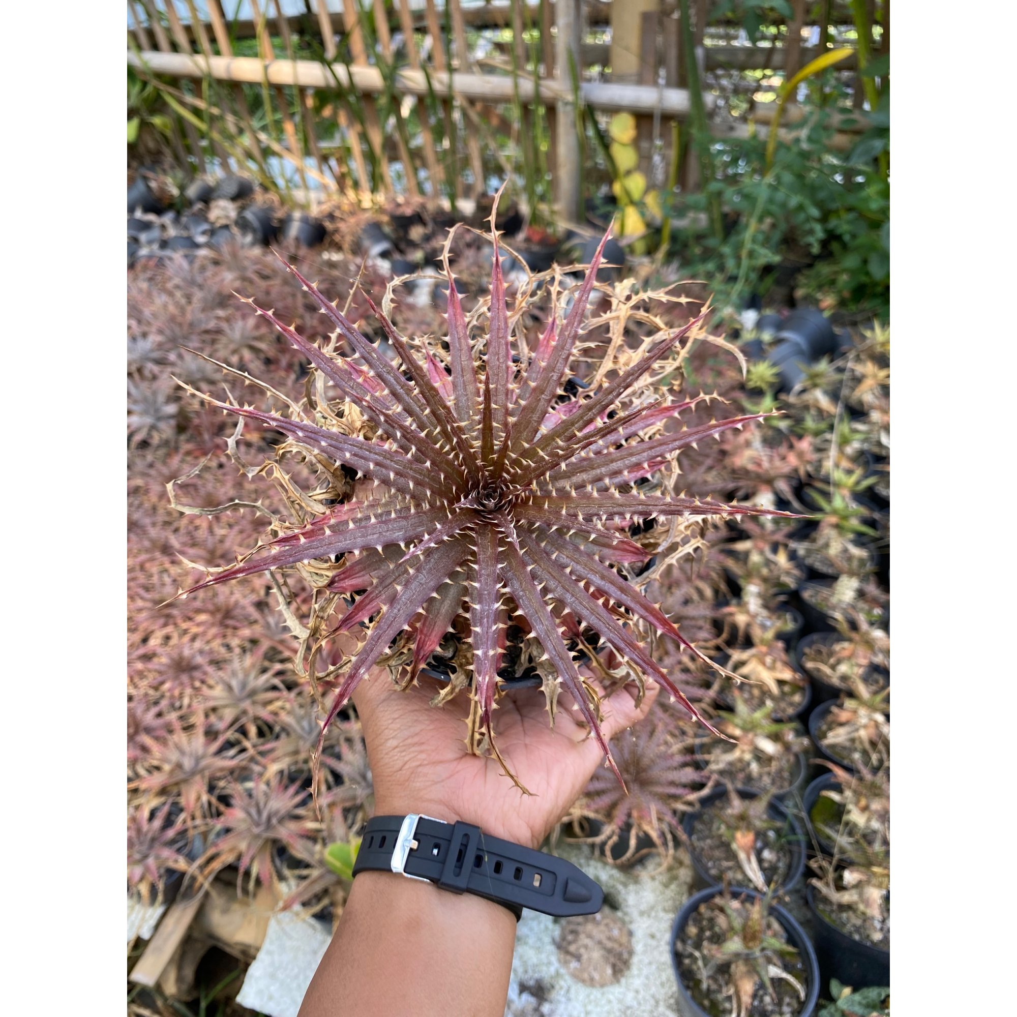 Dyckia Dawsonii, real feature image plant. Picture taken directly from kaktus.id community Dyckia farmer green houses.