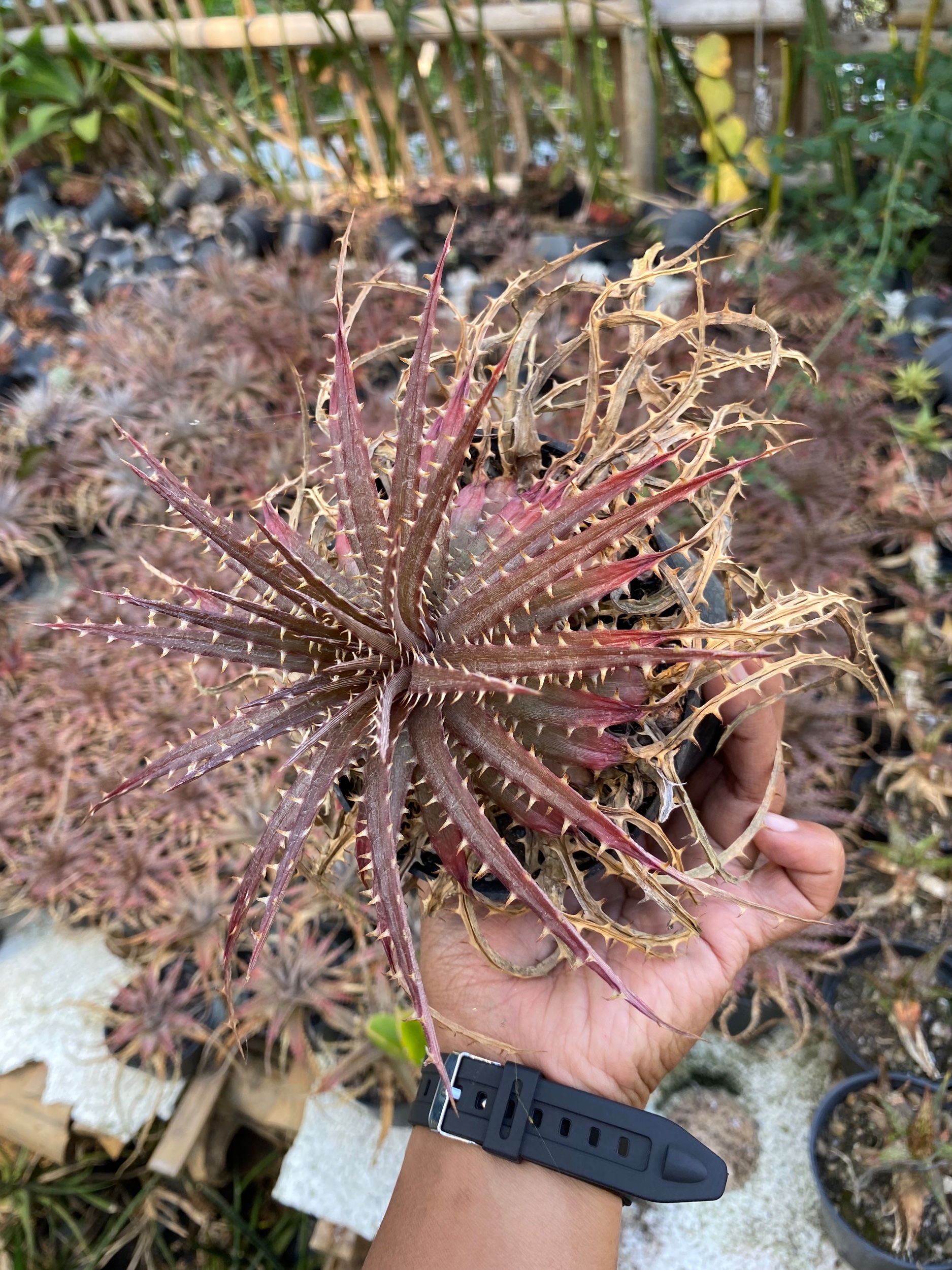 Dyckia Dawsonii, real gallery image #1 plants. Picture taken directly from kaktus.id community Dyckia farmer green houses.