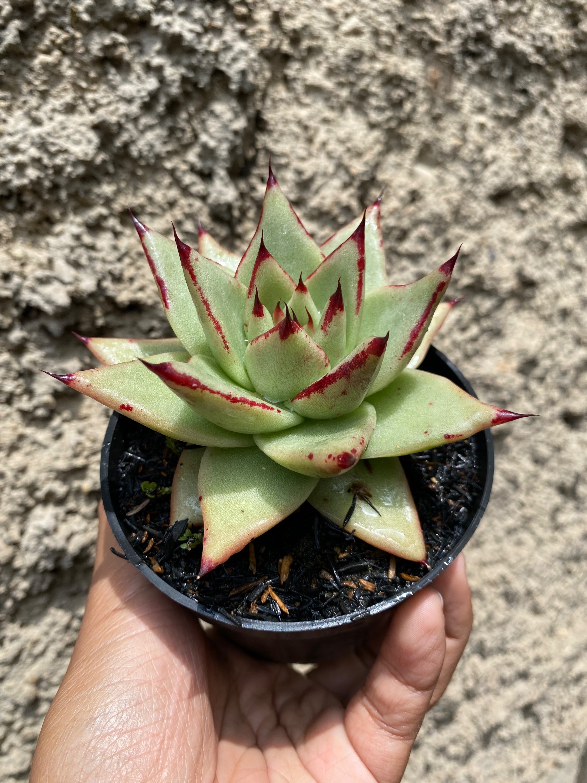 Echeveria Agavoides Ebony - The Bloody Succulents size 10 cm, real gallery image #1 plants. Picture taken directly from kaktus.id community Echeveria farmer green houses.
